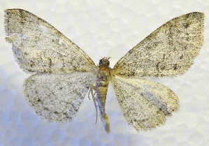  ( - MPG0527-58)  @13 [ ] CreativeCommons - Attribution Non-Commercial Share-Alike (2017) Mat Seidensticker MPG Ranch