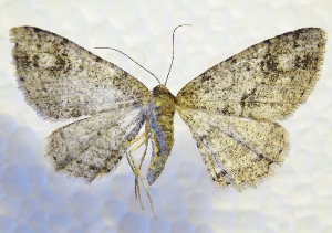  ( - MPG0527-59)  @13 [ ] CreativeCommons - Attribution Non-Commercial Share-Alike (2017) Mat Seidensticker MPG Ranch