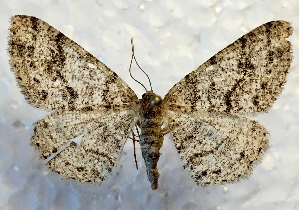  ( - DMZ0619-27)  @13 [ ] CreativeCommons - Attribution Non-Commercial Share-Alike (2017) Mat Seidensticker MPG Ranch