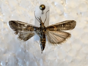  ( - DMZ0724-73)  @13 [ ] CreativeCommons - Attribution Non-Commercial Share-Alike (2017) Mat Seidensticker MPG Ranch