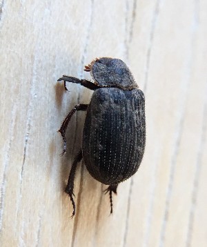  ( - KATES0903-38)  @11 [ ] CreativeCommons - Attribution Non-Commercial Share-Alike (2018) Unspecified MPG Ranch