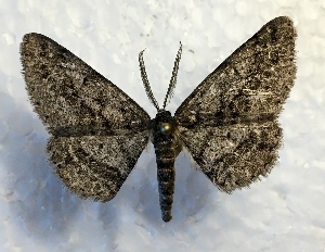  ( - MPG0629-86)  @13 [ ] CreativeCommons - Attribution Non-Commercial Share-Alike (2017) Mat Seidensticker MPG Ranch