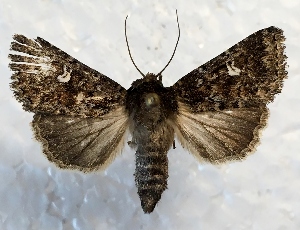  ( - MPG0719-14)  @11 [ ] CreativeCommons - Attribution Non-Commercial Share-Alike (2017) Mat Seidensticker MPG Ranch