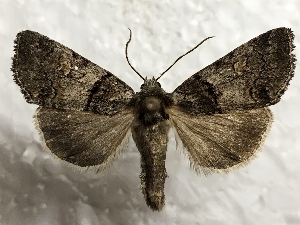  ( - MPG0823-66)  @13 [ ] CreativeCommons - Attribution Non-Commercial Share-Alike (2017) Mat Seidensticker MPG Ranch