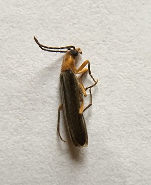  ( - MPGM0807-37)  @11 [ ] CreativeCommons - Attribution Non-Commercial Share-Alike (2018) Unspecified MPG Ranch