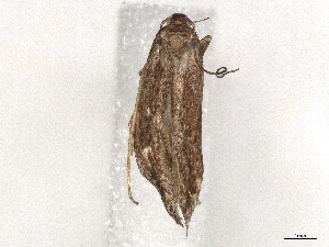  ( - BIOUG48899-E02)  @11 [ ] CreativeCommons - Attribution Share-Alike (2024) CBG Photography Group Centre for Biodiversity Genomics