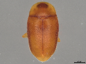  ( - BIOUG50914-C03)  @11 [ ] CreativeCommons - Attribution (2022) CBG Photography Group Centre for Biodiversity Genomics