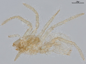  ( - BIOUG50278-B03)  @11 [ ] CreativeCommons - Attribution (2021) CBG Photography Group Centre for Biodiversity Genomics