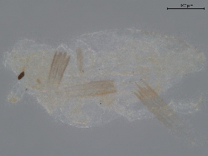  ( - BIOUG50292-A06)  @11 [ ] CreativeCommons - Attribution (2021) CBG Photography Group Centre for Biodiversity Genomics