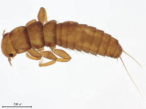  ( - BIOUG50926-F10)  @11 [ ] CreativeCommons - Attribution (2021) CBG Photography Group Centre for Biodiversity Genomics