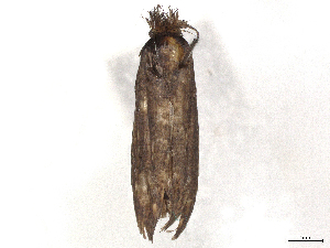  ( - BIOUG51069-D07)  @11 [ ] CreativeCommons - Attribution Share-Alike (2024) CBG Photography Group Centre for Biodiversity Genomics
