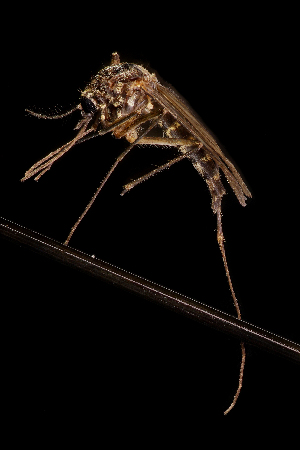  (Aedes eritreae - AED22.16)  @11 [ ] CreativeCommons  Attribution Non-Commercial No Derivatives (2021) Liezl Whitehead University of the Free State