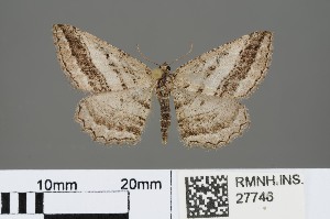 ( - RMNH.INS.27746)  @13 [ ] CreativeCommons - Attribution Non-Commercial No Derivatives (2012) Erik J. van Nieukerken NCB-Naturalis