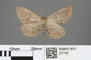  ( - RMNH.INS.27747)  @13 [ ] CreativeCommons - Attribution Non-Commercial No Derivatives (2012) Erik J. van Nieukerken NCB-Naturalis