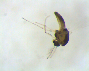  (Thienemanniella sp - SW-00030)  @13 [ ] CreativeCommons - Attribution (2010) CBG Photography Group Centre for Biodiversity Genomics