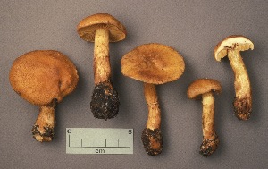  (Cortinarius tofaceus - MQ19-CMMF001157)  @11 [ ] CreativeCommons - Attribution Non-Commercial No Derivatives (1990) Yves Lamoureux Universite de Montreal, Biodiversity Center