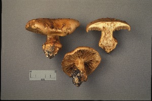  ( - MQ21-CMMF001240)  @11 [ ] Copyright (2020) Unspecified Cercle des Mycologues de Montreal Fungarium