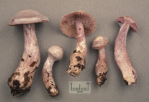  (Cortinarius paralbocyaneus - MQ19-CMMF001247)  @11 [ ] CreativeCommons - Attribution Non-Commercial No Derivatives (1990) Yves Lamoureux Universite de Montreal, Biodiversity Center