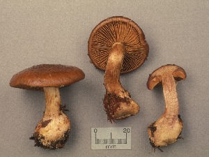  (Cortinarius scaurus - MQ19-CMMF001265)  @11 [ ] CreativeCommons - Attribution Non-Commercial No Derivatives (1990) Yves Lamoureux Universite de Montreal, Biodiversity Center