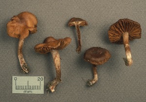  (Cortinarius aff. vernus - MQ19-CMMF001307)  @11 [ ] CreativeCommons - Attribution Non-Commercial No Derivatives (1991) Yves Lamoureux Universite de Montreal, Biodiversity Center