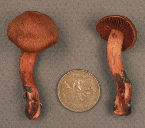  (Cortinarius sanguineus - MQ19-CMMF001446)  @11 [ ] CreativeCommons - Attribution Non-Commercial No Derivatives (1991) Yves Lamoureux Universite de Montreal, Biodiversity Center