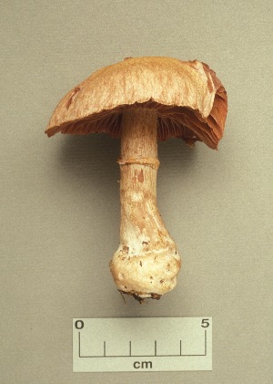  (Cortinarius torvus - MQ19-CMMF001474)  @11 [ ] CreativeCommons - Attribution Non-Commercial No Derivatives (1991) Yves Lamoureux Universite de Montreal, Biodiversity Center