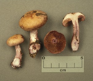  (Cortinarius subporphyropus - MQ19-CMMF001503)  @11 [ ] CreativeCommons - Attribution Non-Commercial No Derivatives (1991) Yves Lamoureux Universite de Montreal, Biodiversity Center