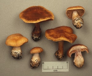  (Cortinarius quercophilus - MQ19-CMMF001672)  @11 [ ] CreativeCommons - Attribution Non-Commercial No Derivatives (1992) Yves Lamoureux Universite de Montreal, Biodiversity Center