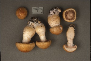  (Cortinarius albidipes - MQ18-CMMF001826)  @11 [ ] CreativeCommons - Attribution Non-Commercial No Derivatives (1992) Université de Montréal Biodiversity Centre Université de Montréal Biodiversity Centre