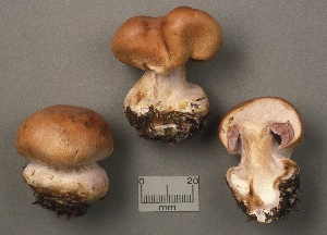  (Cortinarius anomalochrascens - MQ19-CMMF002041)  @11 [ ] CreativeCommons - Attribution Non-Commercial No Derivatives (1993) Yves Lamoureux Universite de Montreal, Biodiversity Center