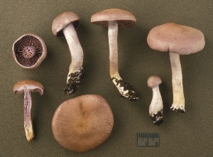  (Cortinarius deceptivus - MQ19-CMMF003065)  @11 [ ] CreativeCommons - Attribution Non-Commercial No Derivatives (1997) Yves Lamoureux Universite de Montreal, Biodiversity Center