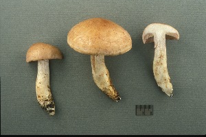  (Cortinarius sobrius - MQ18-CMMF003082)  @11 [ ] CreativeCommons - Attribution Non-Commercial No Derivatives (1997) Université de Montréal Biodiversity Centre Université de Montréal Biodiversity Centre