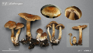  (Cortinarius sp. IUMQ438 Telamonia - MQ21-JLAB04002-QFB32935)  @11 [ ] Copyright (2020) Jacqueline Labrecque Mycoquebec