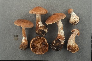  (Cortinarius bivelosimilis - MQ18-CMMF003889)  @11 [ ] CreativeCommons - Attribution Non-Commercial No Derivatives (2004) Université de Montréal Biodiversity Centre Université de Montréal Biodiversity Centre