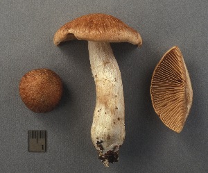  (Cortinarius ventricosus - MQ19-CMMF003891)  @11 [ ] CreativeCommons - Attribution Non-Commercial No Derivatives (2004) Yves Lamoureux Universite de Montreal, Biodiversity Center