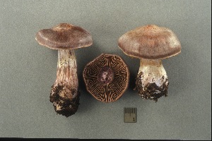  (Cortinarius caesioarmeniacus - MQ18-CMMF003894)  @11 [ ] CreativeCommons - Attribution Non-Commercial No Derivatives (2004) Université de Montréal Biodiversity Centre Université de Montréal Biodiversity Centre