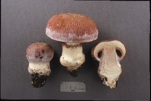  (Cortinarius aff. praestans - MQ18-CMMF003949)  @11 [ ] CreativeCommons - Attribution Non-Commercial No Derivatives (2005) Université de Montréal Biodiversity Centre Université de Montréal Biodiversity Centre