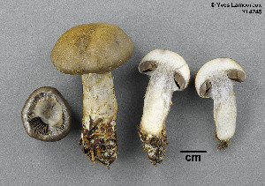  ( - MQ19-YL4245-CMMF020719)  @11 [ ] CreativeCommons - Attribution Non-Commercial No Derivatives (2013) Yves Lamoureux Universite de Montreal, Biodiversity Center