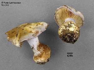  (Cortinarius aff. violaceomaculatus - MQ19-YL4277-CMMF020721)  @11 [ ] CreativeCommons - Attribution Non-Commercial No Derivatives (2014) Yves Lamoureux Universite de Montreal, Biodiversity Center