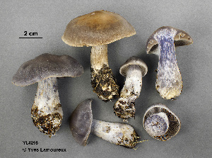  ( - MQ19-YL4296-CMMF020723)  @11 [ ] CreativeCommons - Attribution Non-Commercial No Derivatives (2014) Yves Lamoureux Universite de Montreal, Biodiversity Center