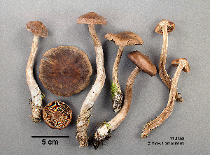  ( - MQ19-YL4368-CMMF020741)  @11 [ ] CreativeCommons - Attribution Non-Commercial No Derivatives (2017) Yves Lamoureux Universite de Montreal, Biodiversity Center