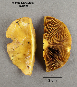  ( - MQ19-YL4384-CMMF020751)  @11 [ ] CreativeCommons - Attribution Non-Commercial No Derivatives (2017) Yves Lamoureux Universite de Montreal, Biodiversity Center