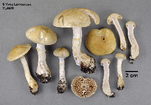  ( - MQ19-YL4408)  @11 [ ] CreativeCommons - Attribution Non-Commercial No Derivatives (2018) Yves Lamoureux Universite de Montreal, Biodiversity Center