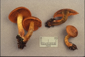  (Cortinarius malicorius - MQ19-CMMF000650)  @11 [ ] CreativeCommons - Attribution Non-Commercial No Derivatives (1989) Yves Lamoureux Universite de Montreal, Biodiversity Center