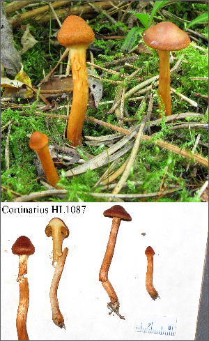  (Cortinarius aff. uliginosus - MQ18-HL1087-QFB30028)  @11 [ ] Copyright (2011) Herman Lambert Unspecified