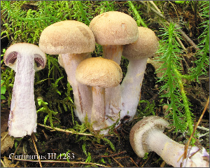  (Cortinarius sp. IUMQ3518 - MQ18-HL1283-QFB30036)  @11 [ ] Copyright (2013) Herman Lambert Unspecified