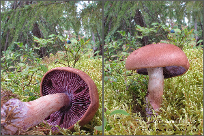  (Cortinarius brunneotinctus - MQ18-HL1298-QFB30037)  @11 [ ] Copyright (2013) Herman Lambert Unspecified