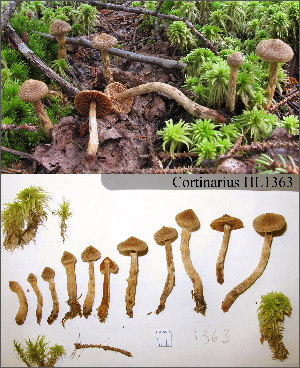  (Cortinarius angelesianus - MQ18-HL1363-QFB30044)  @11 [ ] Copyright (2014) Herman Lambert Unspecified