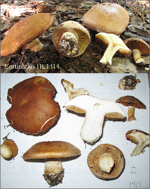  (Cortinarius balteatus - MQ18-HL1414-QFB30061)  @11 [ ] Copyright (2015) Herman Lambert Unspecified