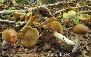  (Cortinarius fennoscandicus - MQ18-HL1445-QFB30068)  @11 [ ] Copyright (2015) Herman Lambert Unspecified